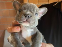 Blue french bulldog erkek teslime hazır