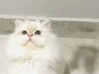 By1133 dişi 5 aylık british longhair