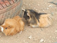 Guinea Pigler
