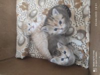 A kalite şecereli british shorthair yavrular