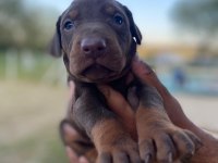 ERKEK KIZIL DOBERMAN YAVRULAR