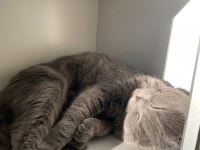 2 yaşında tüm aşıları tam scottish fold