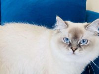 Dünya güzeli british longhair kızımız ailesini bekliyor