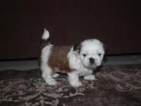 Irk garantili saf kan shih tzu yavruları