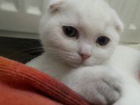 Beyaz scottish fold