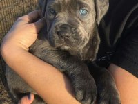İsteğe Özel Estetik Doberman