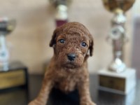 Mini boy toy poodle yavrular