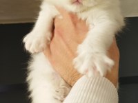 Scottish fold yavrular