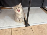 Dünya tatlısı british shorthair yavru