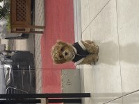 Maltipoo Kuki Yeni Sahibini Arıyor Bütün Aşıları Tam
