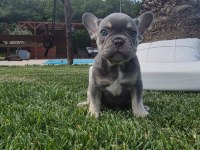 Blue French Bulldog Yavruları İstanbul 