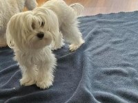 Maltipoo yavrularimiz