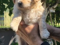 HARİKA MALTİPOO YAVRULAR