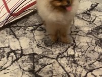 Orijinal ayı surat pomeranian boo