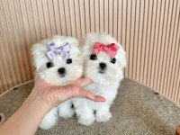 Teacup Gerçek Korea Maltese Yavruları