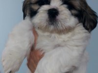 Shihtzu Yavrularımız Erkek Ve Dişi