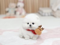 Özel Seçilmiş Pomeranian Yavrusu