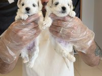 MALTESE YAVRULAR MALTİPO VE TOY POODLE YAVRULAR ANKARA