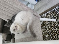 Orjinal blue point-british shorthair yavrular