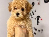 Ailemizde Büyüyen Maltipoo Bebeklerim