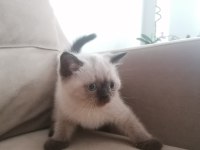 2 Aylık Dişi ve Erkek British Shorthair Yavrular