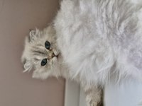 British longhair Milka yeni ailelerini arıyor