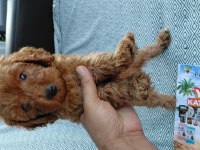 ORJINAL A KALITE POODLE