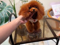 Bu Poodle Annenin Yavrularından İsteyen Yazsın