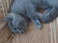 Ücretsiz 4 aylık british shorthair