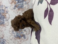 Toy Poodle Bebekler