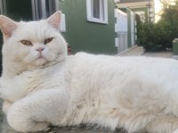 Sahiplendirme 6 yaşında british shorthair