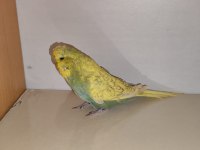 Satılık jumbo muhabbet kuşu
