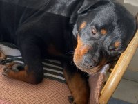 Rottweiler