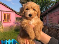 BEBEK SURAT SEVİMLİ MALTİPOO