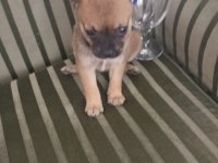 Chihuahua yavrular minyatür ırk garantili