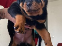 Rottweiler Yavrularımız Yeni Ailelerini Arıyor