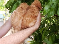 SEVİMLİ YAVRU TOY POODLE KÖPEĞİMİZ
