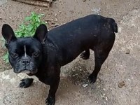 GENÇ DİŞİ FRENCH BULLDOG KALİTELİ