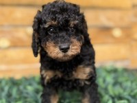 Özel Renk Phantom Toy Poodle Yavrusu