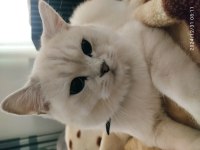 6 aylık erkek scottish shorthair silver point oğlum
