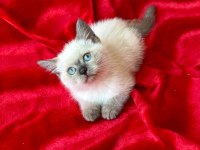 55 günlük dişi ve erkek british shorthair yavrular