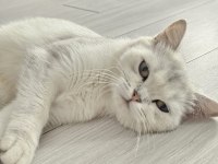 DİŞİ BRİTİSH KEDİMİZİ SAHİPLENDİRİYORUZ