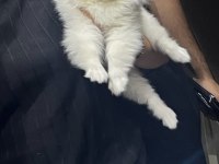 Saf 3 aylık yavru pomeranian beyaz