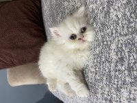 Exotic shorthair yavru 50 günlük