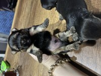 Orjinal Yorkshire terrier bebekler