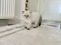 Scootish Fold Blue Point 2 Aylık Yavru Tuvalet Eğitimli