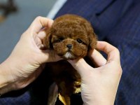 A KALİTE TOY POODLE BEBEKLERİM İSTANBULDA