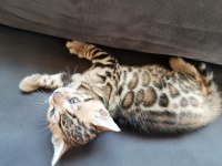 WCF Show Class Bengal bebekler