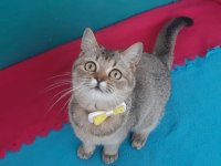 Golden British Shorthair