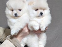 TEDDY BEAR POMERANİAN YAVRULARI